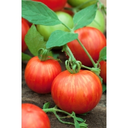 Tomate - Tigerella - 80 sementes - Lycopersicon esculentum Mill
