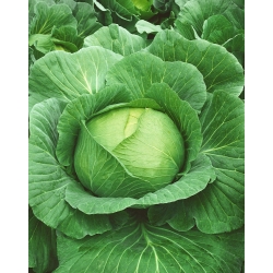 White cabbage 'Brunswick' - 50g seeds (Brassica oleracea)