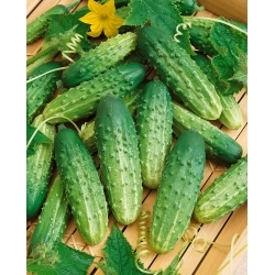 Cucumber 'Octopus F1' - Pickling variety, Highly productive and Disease resistant - Large Pack - 100g (Cucumis sativus)