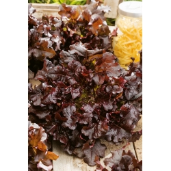 Kötözősaláta - Red Salad Bowl - 1150 magok - Lactuca sativa L. var. longifolia