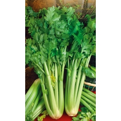 Celer "Malahit" - mesnati, gusti listovi - 360 sjemenki - Apium graveolens - sjemenke