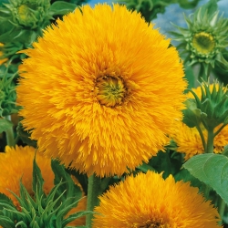 Ornamental sunflower 'Sungold Tall' - tall variety - 1kg seeds (Helianthus annuus)