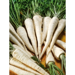 "Alba" root parsley - 50 grams - professional seeds for everyone