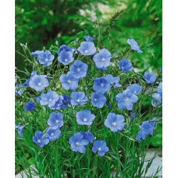 Lino perenne, lino blu, lanugine - 700 semi - Linum perenne
