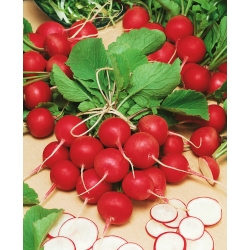 Radish "Cherry Belle  " - red, very early variety - 100 g