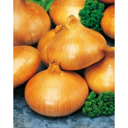 Onion "Stuttgarter Riesen" - 750 seeds