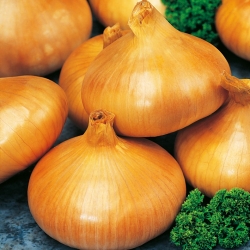 Onion "Stuttgarter Riesen" - 750 seeds