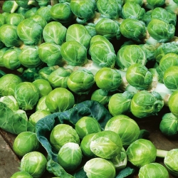 Brussel výhonok "Dolores F1" - zelená odroda odolná voči suchu - 160 semien - Brassica oleracea var. gemmifera - semená