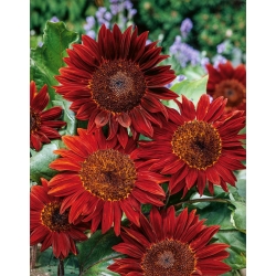 Ornamental sunflower 'Red Sun' - maroon with black centre - 1kg seeds (Helianthus annuus)