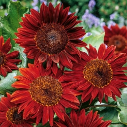 Ornamental sunflower 'Red Sun' - maroon with black centre - 1kg seeds (Helianthus annuus)