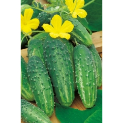 Cucumber "Corveta F1" - field, pickling, dark green variety - 105 seeds