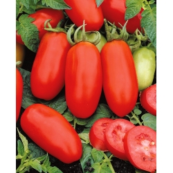 Tall field tomato 'S. Marzano 3' - Mediterranean bestseller