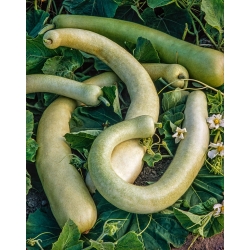 Calabash 'Sicilian Snake'; bottle gourd, white-flowered gourd