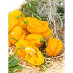 Horká žlutá paprika Habanero žlutá; chilli - 