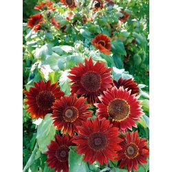 Ornamental sunflower 'Moulin Rouge' - 100g seeds (Helianthus annuus)