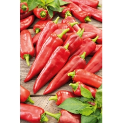 Poivron 'Parade' - rouge, variété de serre - graines (Capsicum annuum)