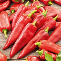 Pepper 'Parade' - red, greenhouse variety - seeds (Capsicum annuum)