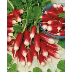 Retiisi 'Flamboyant 3' - punainen, valkoinen kärki - siemenet (Raphanus sativus)
