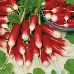 Retiisi 'Flamboyant 3' - punainen, valkoinen kärki - siemenet (Raphanus sativus)