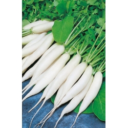 Radish 'Rampouch' - white, elongated - seeds (Raphanus sativus)