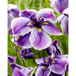 Iris japonais (Iris ensata) «Dinner Plate Sundae»