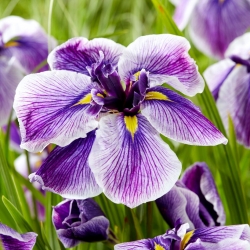 Iris japonais (Iris ensata) «Dinner Plate Sundae» - Paquet giga - 50 unités