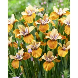 Iris sibirica „Colonel Mustard” - Pachet mare - 10 unități