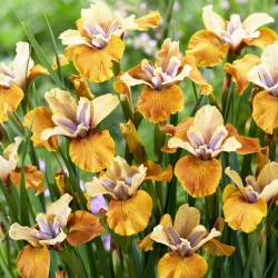 Iris sibirica „Colonel Mustard” - Pachet mare - 10 unități