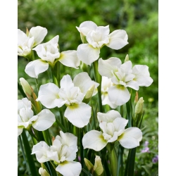 Sibirische Schwertlilie, Iris sibirica 'Dreaming Green' - Großpackung! - 10 Stk.