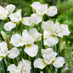 Sibirische Schwertlilie, Iris sibirica 'Dreaming Green' - Gigapackung! - 50 Stk.