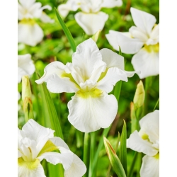 Iris sibirica 'Ester C.D.M.' - groot pakket - 10 planten