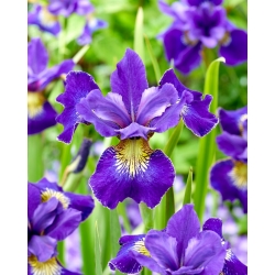 Iris sibirica „Golden Edge”