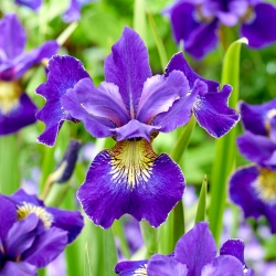 Iris sibirica „Golden Edge” - Pachet gigantic - 50 unități