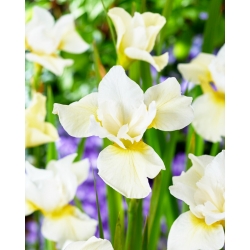 Iris sibirica „Snow Queen” - Pachet gigantic - 50 unități