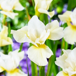 Iris sibirica 'Snow Queen' - groot pakket - 10 planten