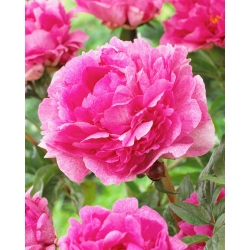 Peony, Paeonia - 'The Fawn' - Seedlings - Large Pack! - 10 pcs.