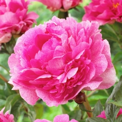 Peony, Paeonia - 'The Fawn' - Seedlings - Large Pack! - 10 pcs.