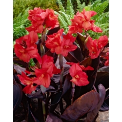 Canna lily 'Red Futurity'