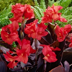 Canna lily 'Red Futurity' - Giga Pack! - 50 pcs.