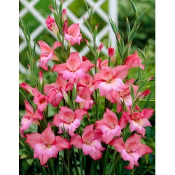 Miekkalilja - Gladiolus 'Charming Beauty' - jättipakkaus - 250 kpl