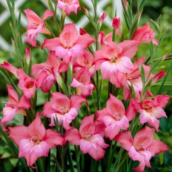 Gladiolus, Gladiole, Schwertblume 'Charming Beauty' - 5 Stk.