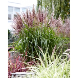 Miscanthus sinensis (Chinese silver grass) 'Volcano' - Large Pack! - 10 pcs.