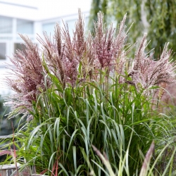 Miscanthus sinensis (Chinese silver grass) 'Volcano'