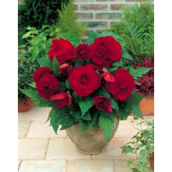 Begonia - flor doble, rojo-oscuro - 2 unidades