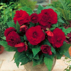 Begónie - dvojitý květ, tmavě červená - Giga balíček! - 100 kusů