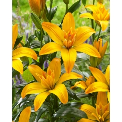 Lirio 'Gold Twin' - flor doble