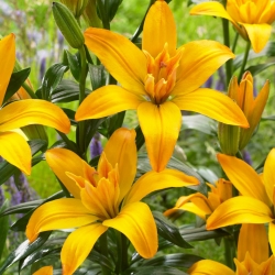 Lilje 'Gold Twin' - dobbelt blomster - stor pakke - 10 stk