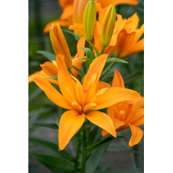 Lily 'Scoubidou' - Double Flowered
