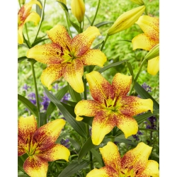 Lily 'Golden Stone' - Large Pack! - 10 pcs.