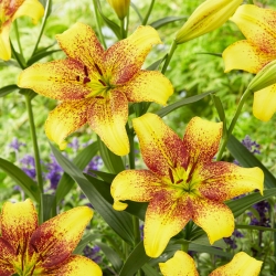 Lily 'Golden Stone'